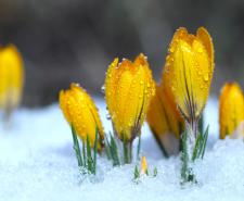 Flowers sprouting through the snow