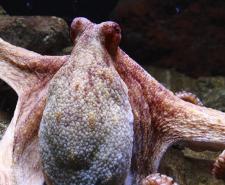 Paul the Octopus