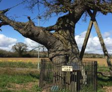 A large oak tree surrounded by a fence and a sign that says 'KETTS OAK 1549'